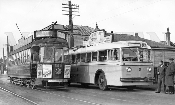 Auckland tram 255 and trolleybus 5